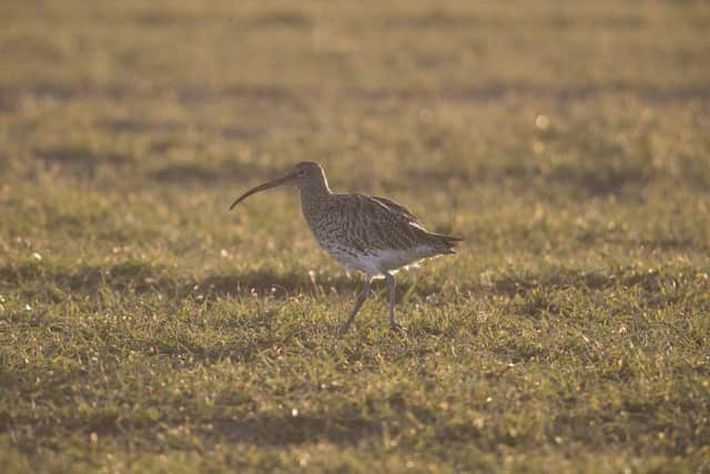 Library picture: A Curlew feeds in a farmers field
Photo by Dan Kitwood/Getty Images)