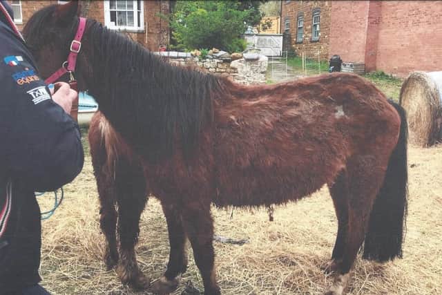 The horses were so thin that their spines were visible
