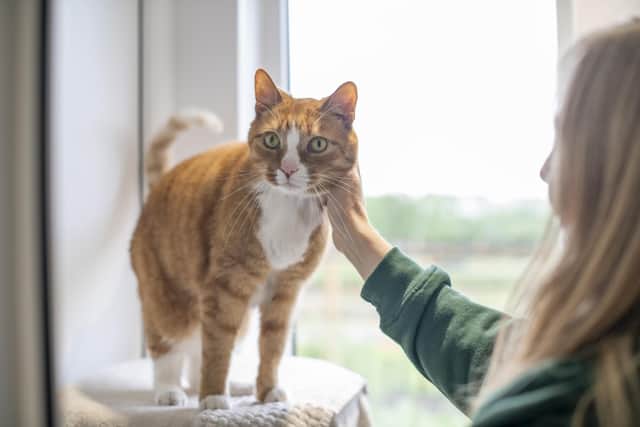 Giving a pet a new home can be good for you as well as the pet you are helping.