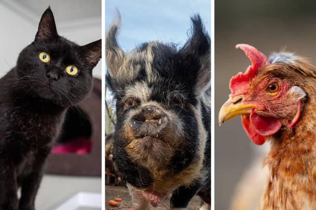 Animals In Need has animals of all shapes and sizes!