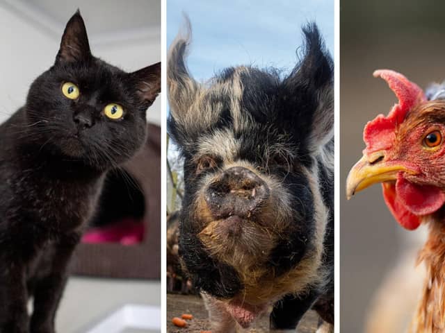 Animals In Need has animals of all shapes and sizes!