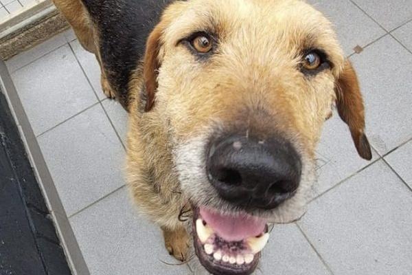 Ralph is a handsome two year old male Crossbreed.  He is lacking in confidence, so will need time to build up trust in his new family.  A quiet home is essential, with few visitors.  He seems fine with other dogs, and so far has shown no interest in cats.  He has had very little training, so will need a family committed to teaching him basic commands from scratch.  He is terrified of traffic, so a home with access to walks away from any busy roads is required.  He is a flight risk, so a totally secure garden with high fencing is needed, and he will be required to wear a tracker attached to his collar.