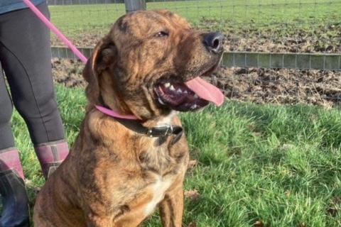 Pudding joined Animals In Need from the council pound. According to the charity, this big squishy one-year-old Mastiff is an absolute joy. He is in wonderful condition, loves to play ball, have belly rubs and cuddles.