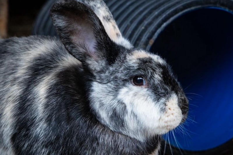 Animals In Need currently has more than 30 bunnies needing homes