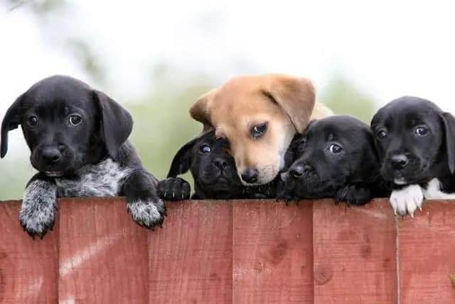 A rise in popularity and prices has led to more dogs being 'stolen to order' as thieves cash in