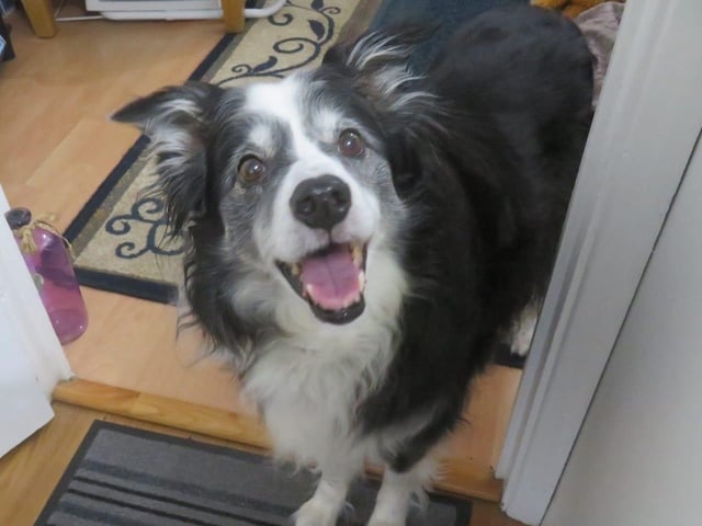 "How can Abbey's smile fail to make you feel happy?!"