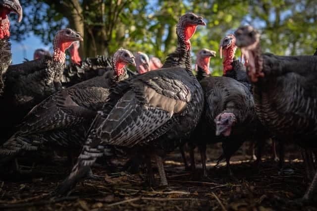 The first two outbreaks were in turkey flocks
