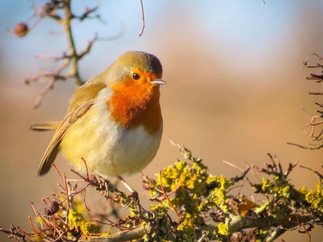 "This was my favourite photo I took last year. It was taken at Stanwick Lakes on a lovely walk just before Christmas"