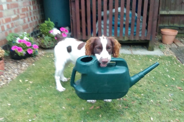 Archie said: "The garden is watered, now for my walk."