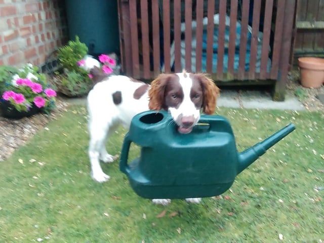Archie said: "The garden is watered, now for my walk."