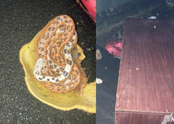 The snake was found inside an abandoned vivarium