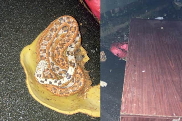 The snake was found inside an abandoned vivarium