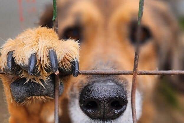 So many dogs need homes
