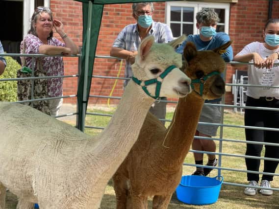 Alpacas visited Elm Bank Care Home
