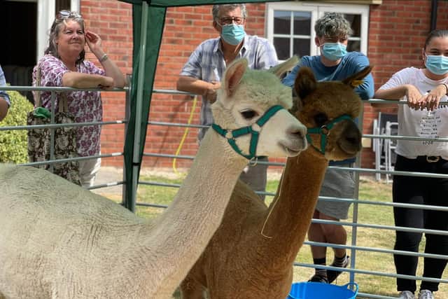 Alpacas visited Elm Bank Care Home