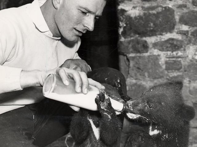 Bear cubs being hand-fed.
