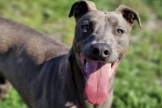Blue is a large handsome one year old Lurcher lad, he can be shy at first but soon comes around when he knows he is safe with you. He pulls as you first start a walk but soon settles and walks  nicely. An active family with no smaller furries for this boy, please.