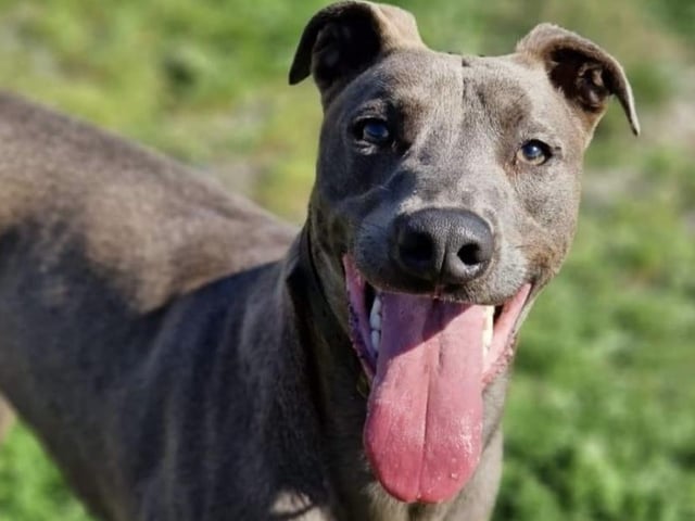 Blue is a large handsome one year old Lurcher lad, he can be shy at first but soon comes around when he knows he is safe with you. He pulls as you first start a walk but soon settles and walks  nicely. An active family with no smaller furries for this boy, please.