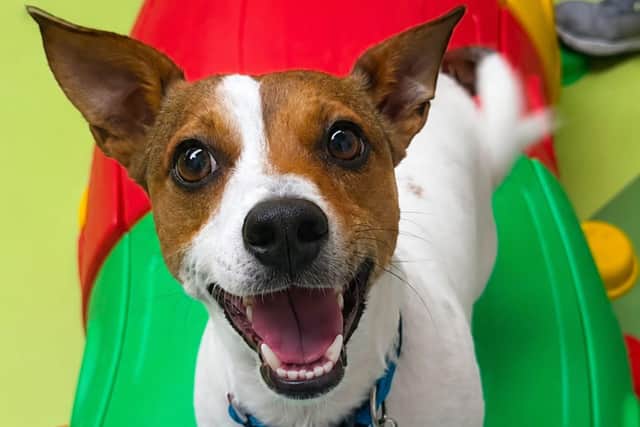 Chilli’s Dog Zone, a soft indoor play area in Daventry for dogs which owners can rent out exclusively for 30 minute or one-hour sessions