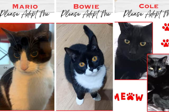 Mario, Bowie and Cole are looking for their forever homes