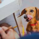 Is your dog addicted to attention? - Animal News Agency