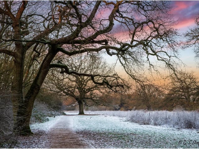 "Woodland in Corby"