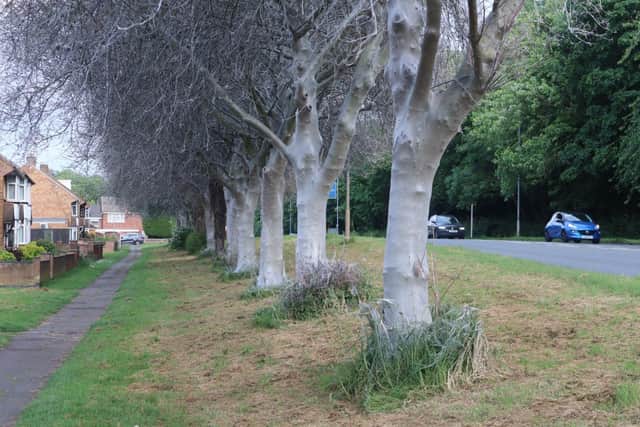 Cherry trees on Cottingham Road