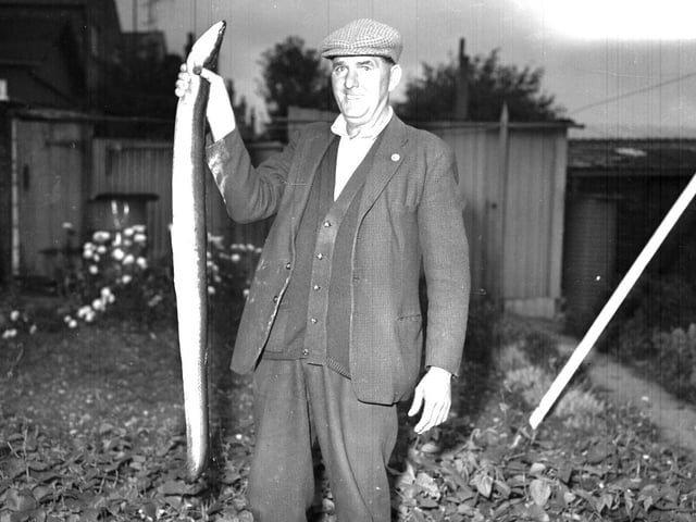 An eel caught at Irthlingborough, September 7, 1967