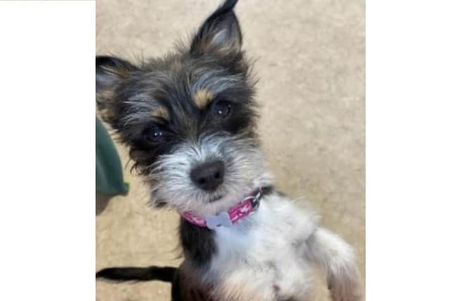 Raven was reported stolen after a man was seen holding a dog fitting her description