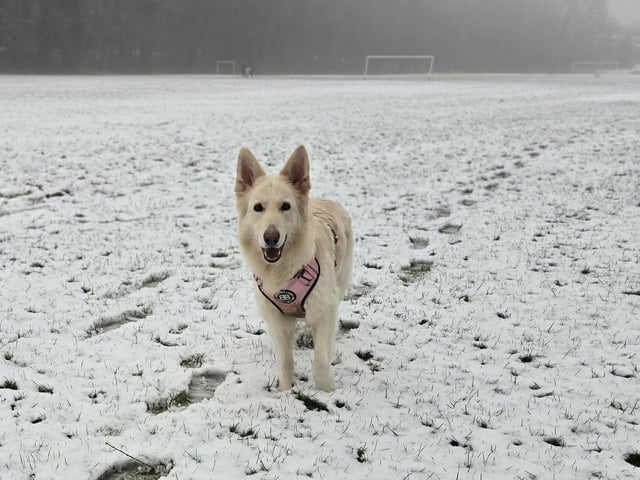 A very happy dog, we always love photos like this. Good job.