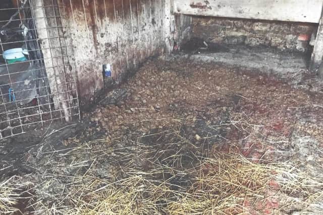 The dirty stable was covered in urine and faeces