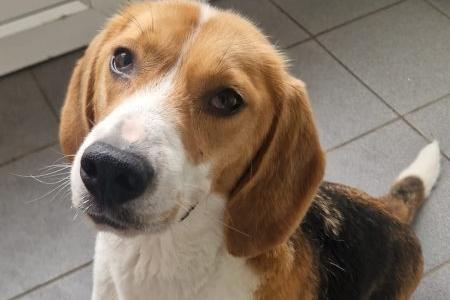 Leyla is a lovely three yr old Beagle. She is fine when out walking with other dogs, but couldn’t live with one. She does suffer from separation anxiety, so cannot be left for any length of time. She needs an active family who can take her on long walks, she cannot be let off lead as she has no recall.