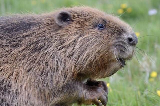 Beavers are set to return to Northamptonshire