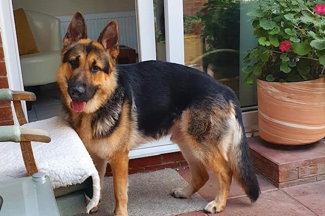 Annie said: "Zeus is a very handsome, two year old GSD. He is housetrained, knows basic commands and is fine with other dogs but not cat tested."