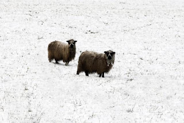 Sheep braving the snow