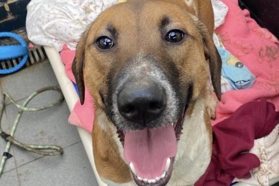 Cookie is a very brave, loving one-year old crossbreed girl who was rescued from the streets of Mauritius. She needs a secure home with another sensible resident dog to help build her confidence.