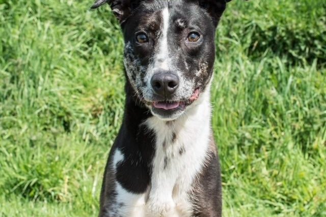 Annie said: "Rosie is a precious small Lurcher lady. She walks Nicely on lead. She loves people and other dogs."