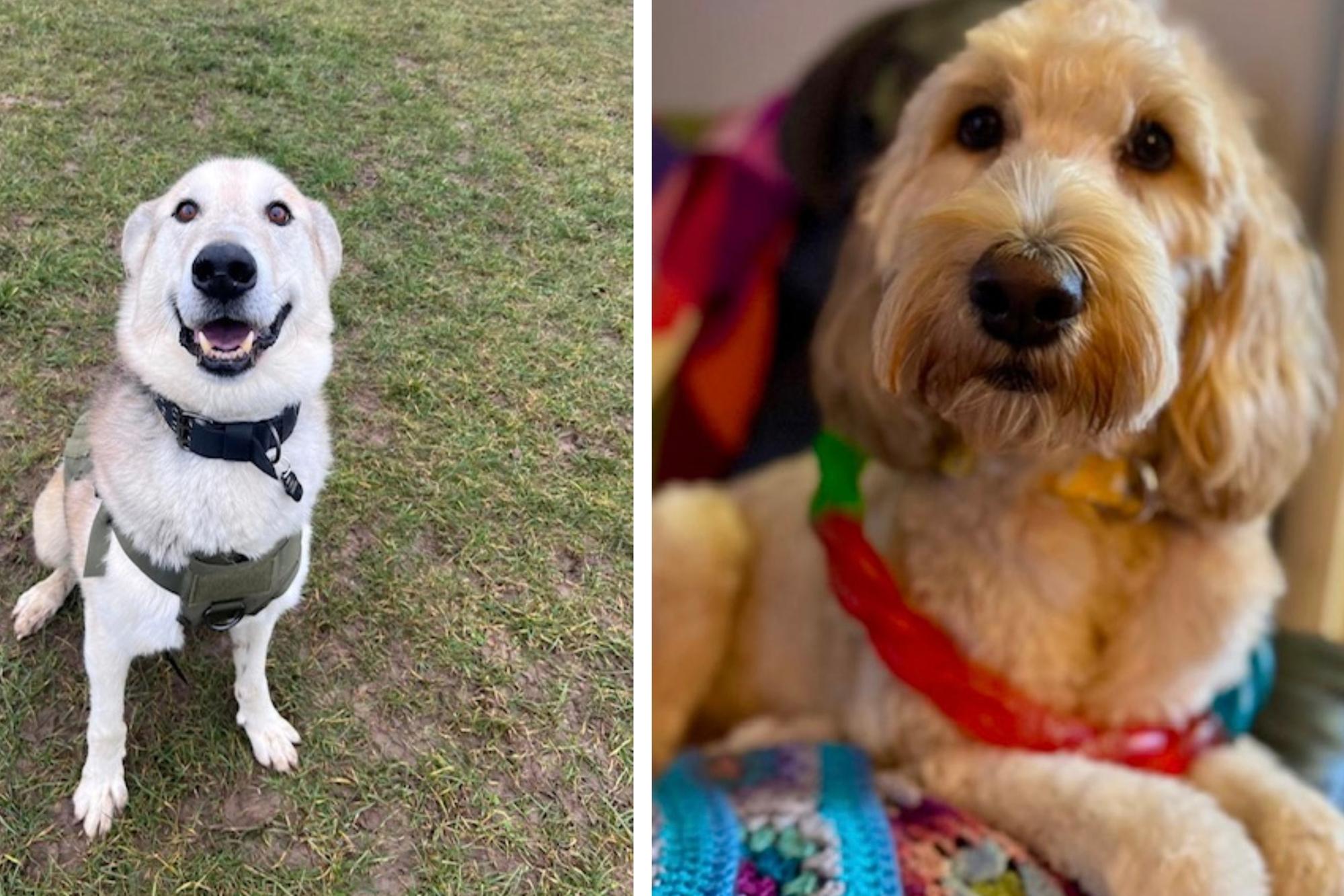 Take a look at seven rescue dogs in Northamptonshire looking for a forever home this week.