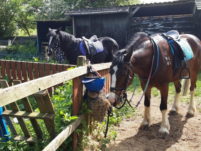 "Mine and my sons very cheeky ponies Sox and Reuben, they bring us so much joy"