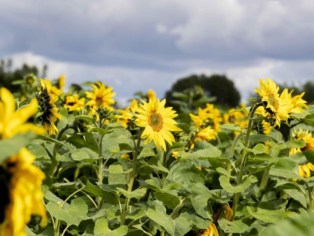 The sunflower field and maize maze is now open for family days out during the summer holidays.