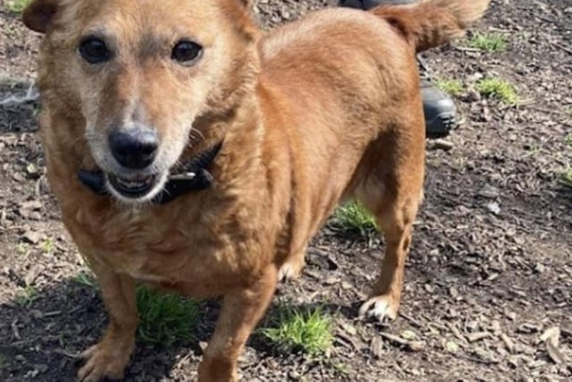 Annie said: "Winnie is a sweet, older terrier cross. She's such a friendly and affectionate lady. She would make a great companion to an active older person."