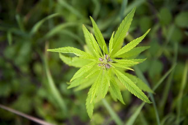 Cannabis file picture/Picture Mark Westley