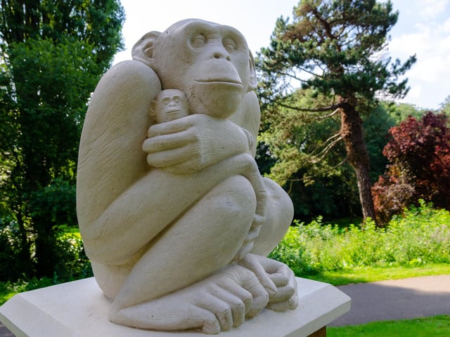 Wellingborough Zoo Park was opened in 1943 becoming home to and was opened in and included animals such as lions, a giant tortoise, bears and penguins.
The zoo closed in 1970 but at Croyland Gardens there are now statues created by Moulton College as a reminder of the animals that used to live there.