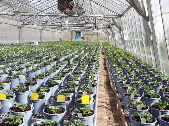 Cramden Nursery has been serving the people of Northampton since the First World War, with its slogan “Where growing plants is a way of life”. “Absolutely fantastic, it’s almost impossible to walk out empty-handed”, one reviewer beamed, contributing to their 4.8 average.