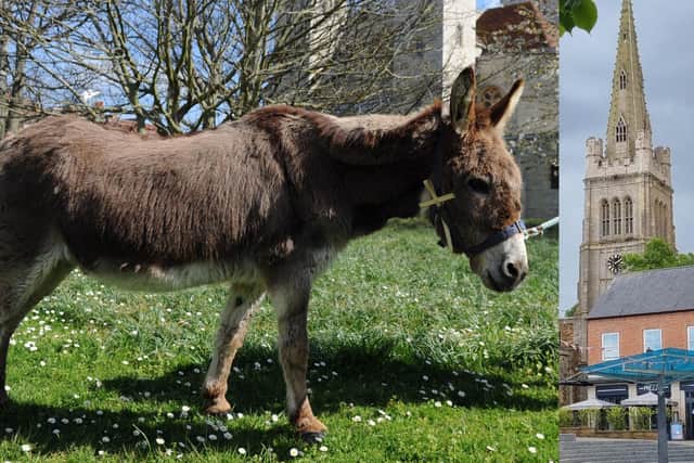 Two donkeys will be processing along Headlands on Sunday, April 2