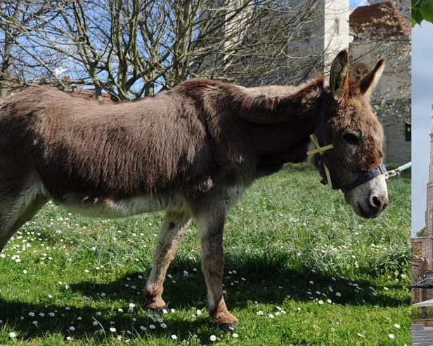Two donkeys will be processing along Headlands on Sunday, April 2