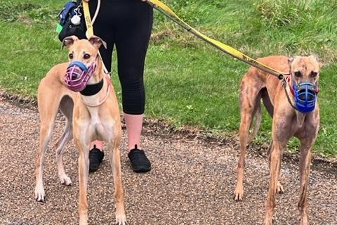 Grace and Tom are beautiful and affectionate retired racing greyhounds. They are fine with other large sized dogs, but only recently retired and are very prey driven (hence muzzles), so no small animals please. They can be homed as a pair or separate.