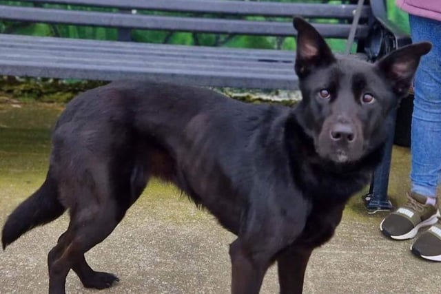 Millie is a 10-month-old super friendly German Shepard cross who would live an active home. She joined us from a council pound where she had been picked up as a stray.