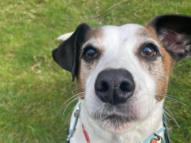 Another of the dogs being looked after at Animals In Need hoping to find their forever home soon