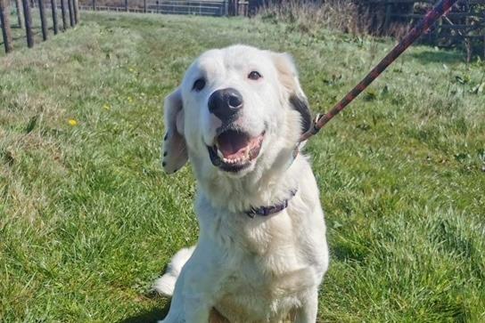 Mia is a large Newfie cross Collie, rescued from a puppy farm. 
A large breed experienced home ready to start training is essential for this big friendly girl.